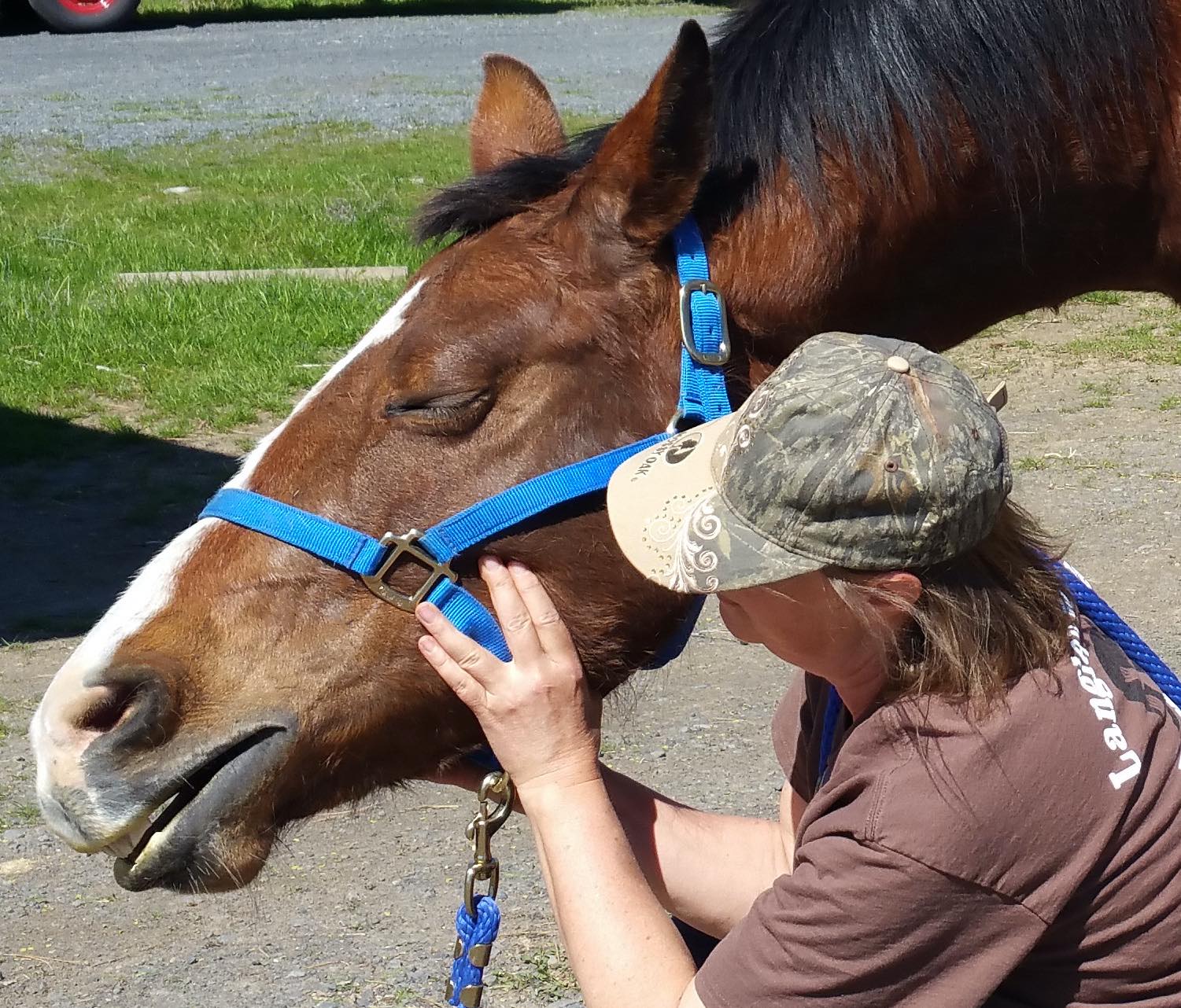 myo-fascial-release-2-day-clinic-langley-equine-studies